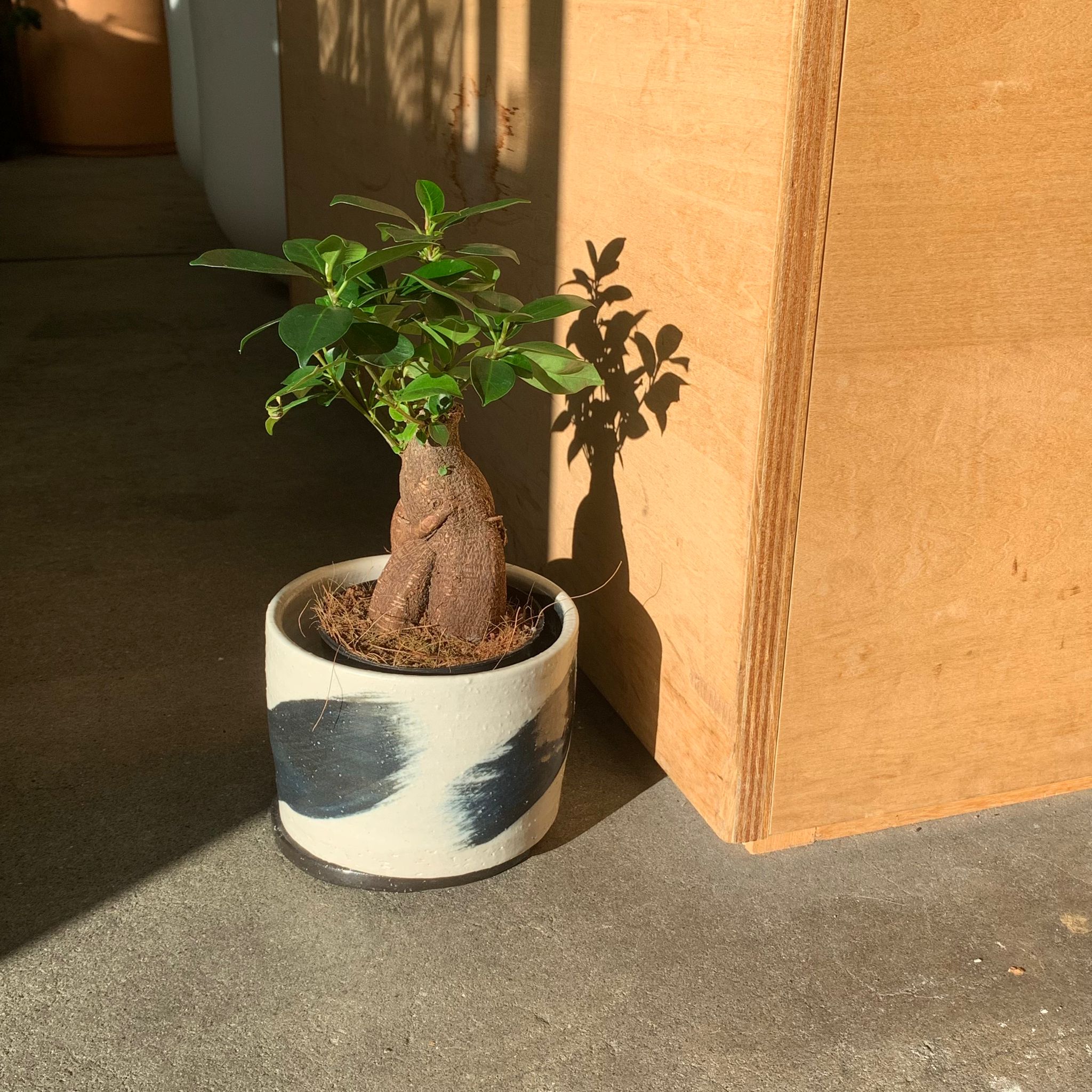 ガジュマル I インドアプランツ I プラントソサエティトーキョー – THE