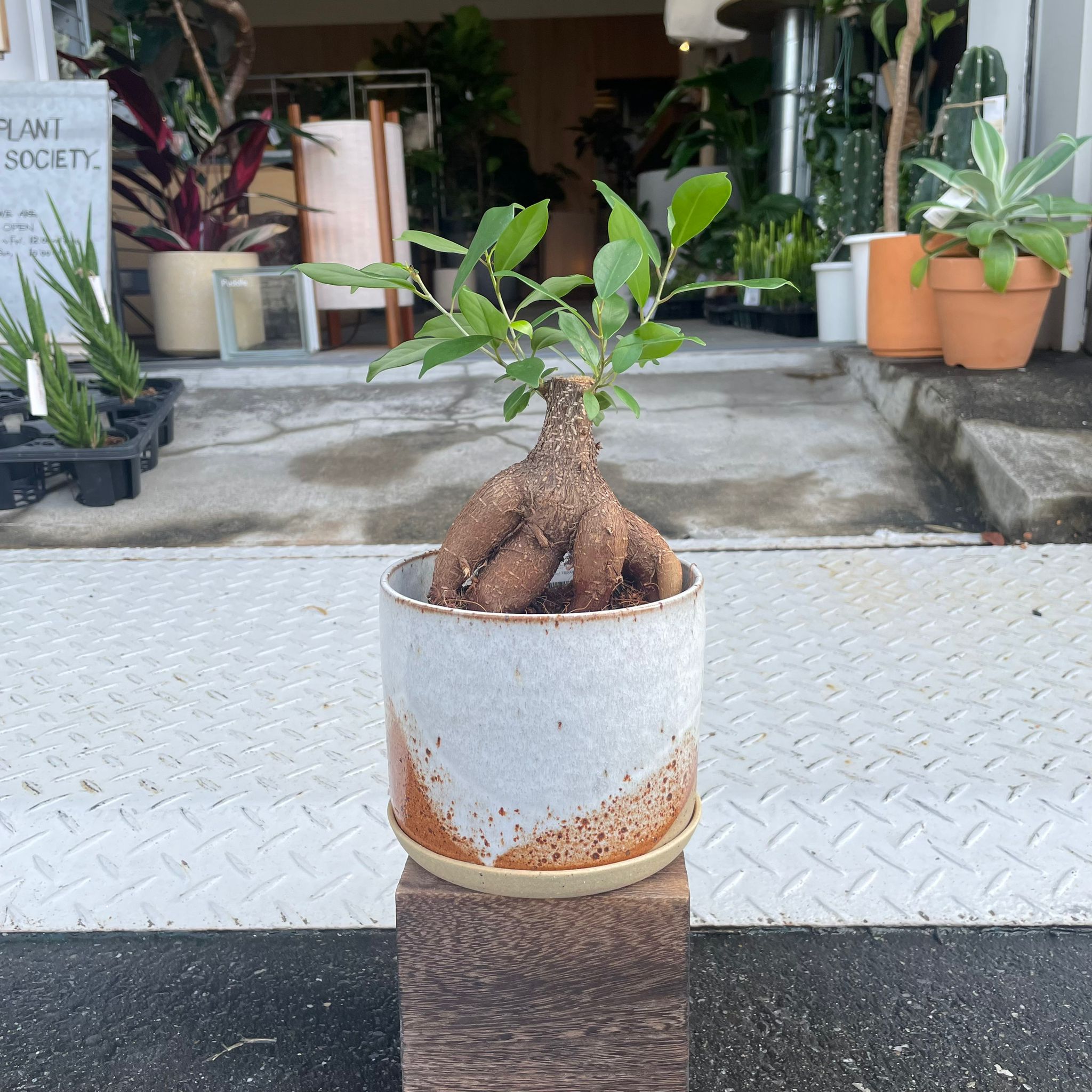 ガジュマル I インドアプランツ I プラントソサエティトーキョー – THE