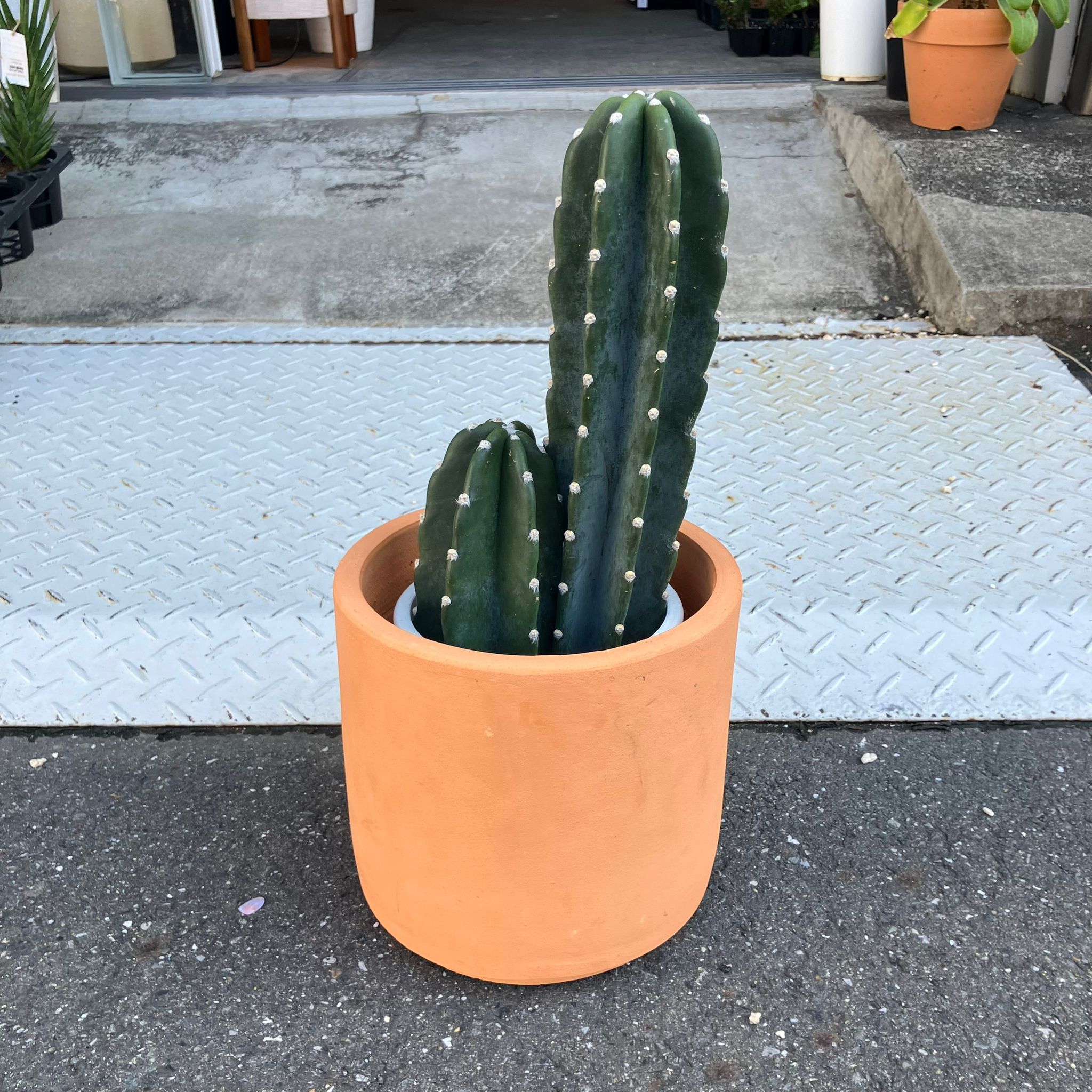 柱サボテン・雷神閣 I インドアプランツ I プラントソサエティ