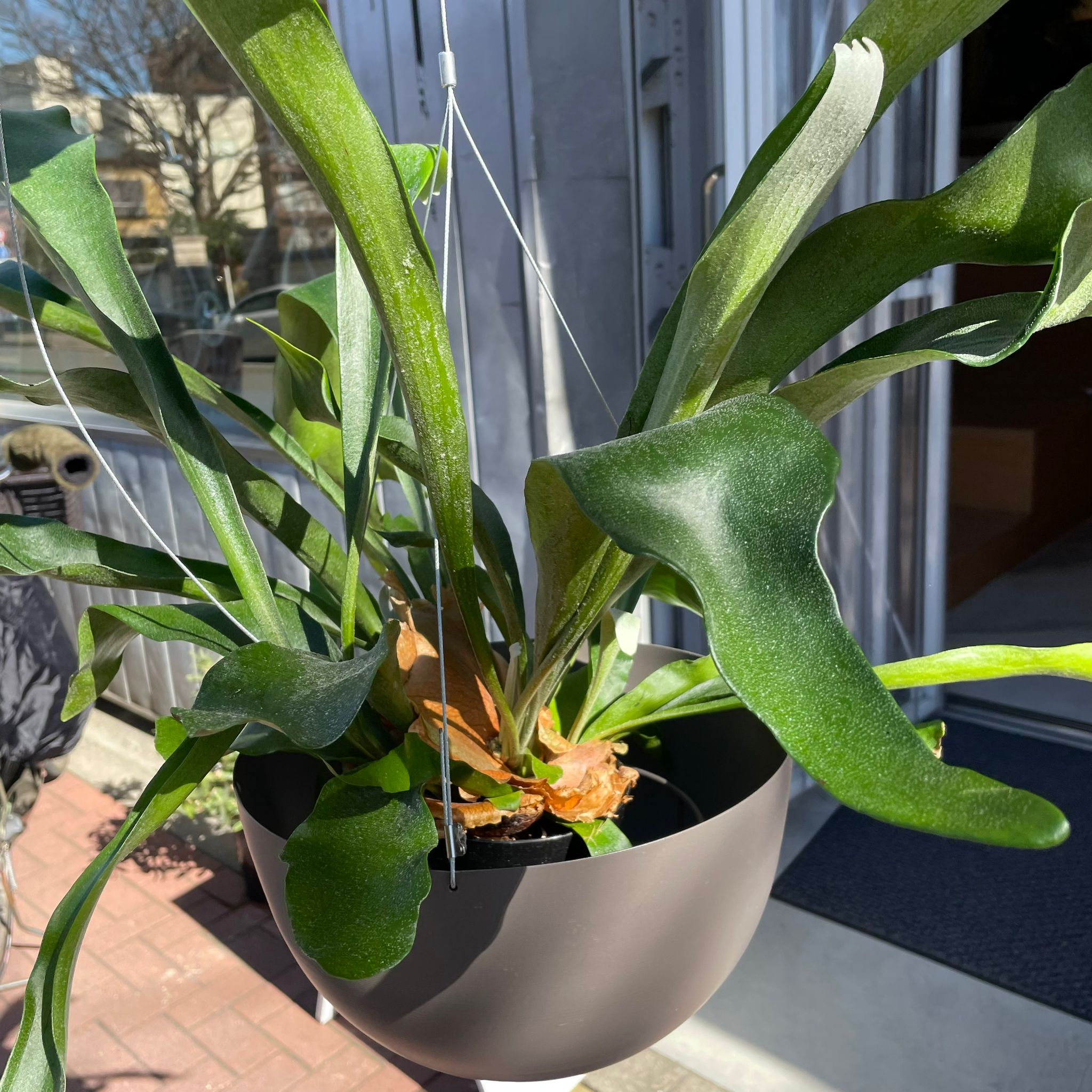 ビカクシダ(コウモリラン) プラティセリウム アルシコルネ I インドア