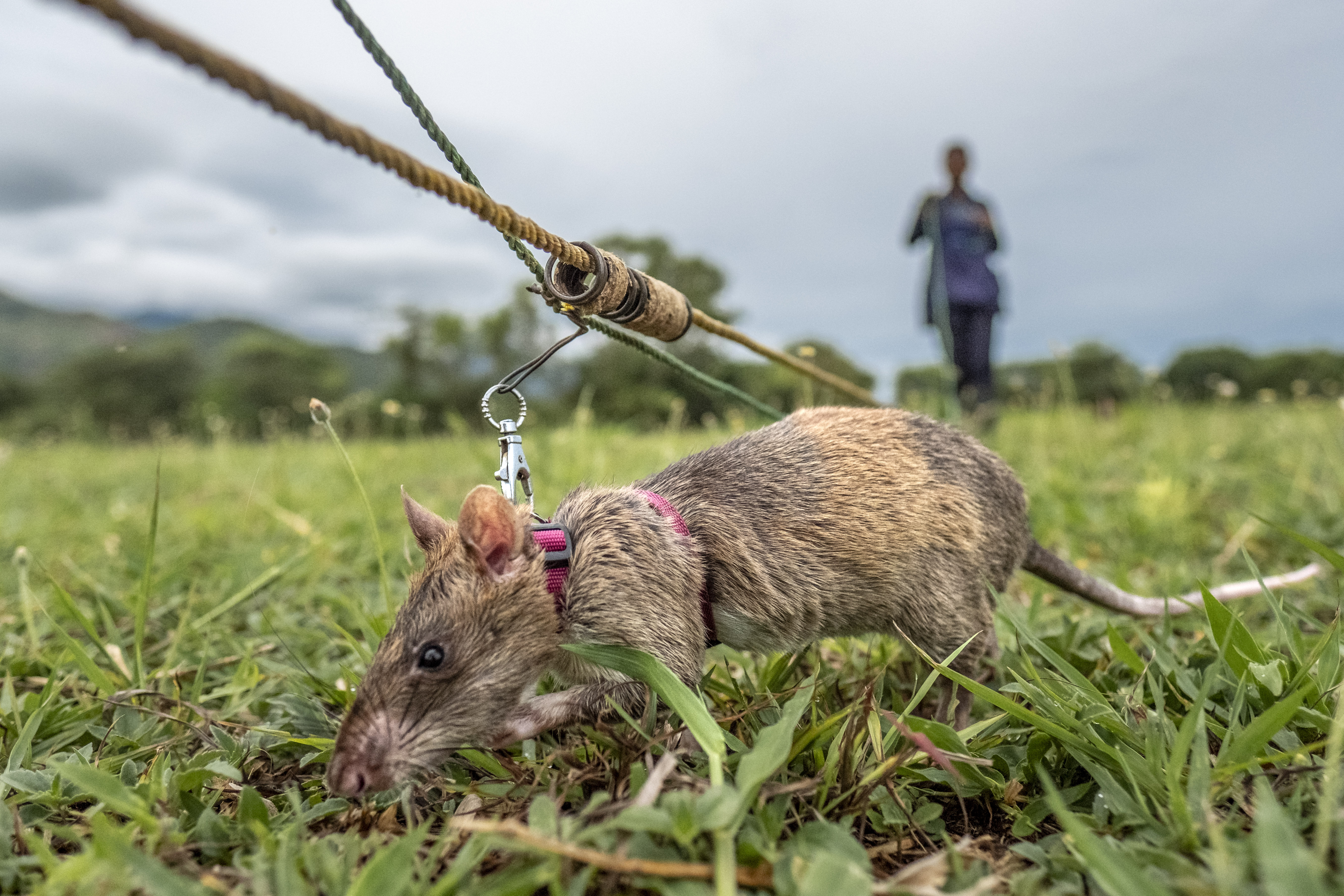 Boomtown rats: the rodents trained to sniff out landmines