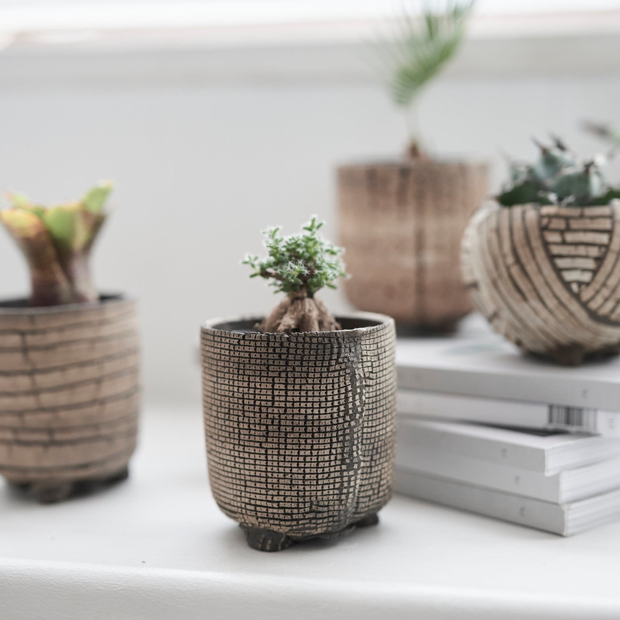 植木鉢 | 信楽焼 植木鉢 – tiflo