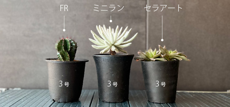 多肉植物・塊根植物・観葉植物におすすめのプラ鉢 サイズ展開の多い黒