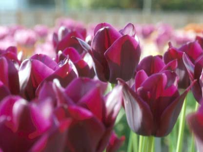 富山のチューリップ｜チューリップ四季彩館