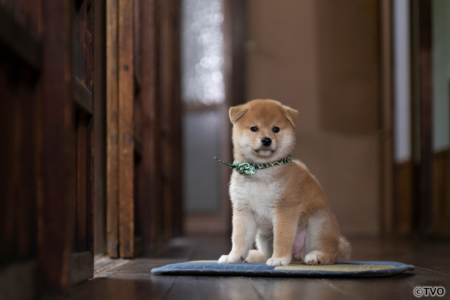 豆助のニッポンっていいな。 | Mamesuke -Shiba Inu ＆ Japanese