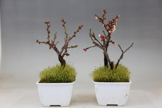雲竜梅 A0695☆花物実物 梅 小品盆栽☆浦部陽向園