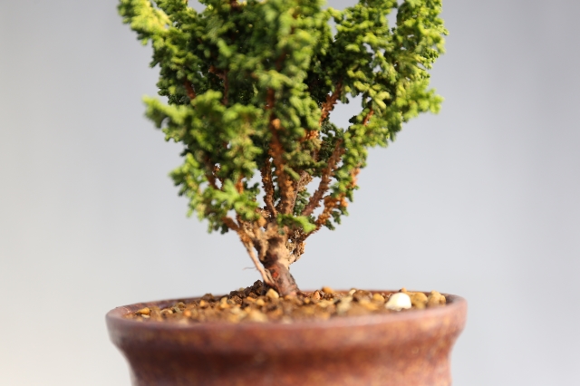 初雪石化桧 A0968☆松柏 石化桧 ミニ盆栽☆「送料無料」浦部陽向園