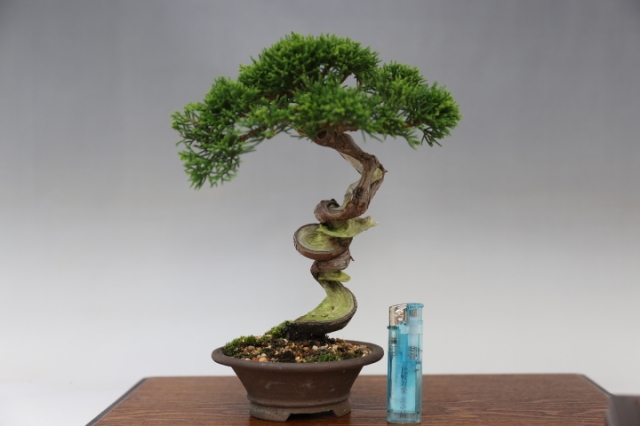 糸魚川真柏 A0198☆松柏 真柏 小品盆栽☆「送料無料」浦部陽向園