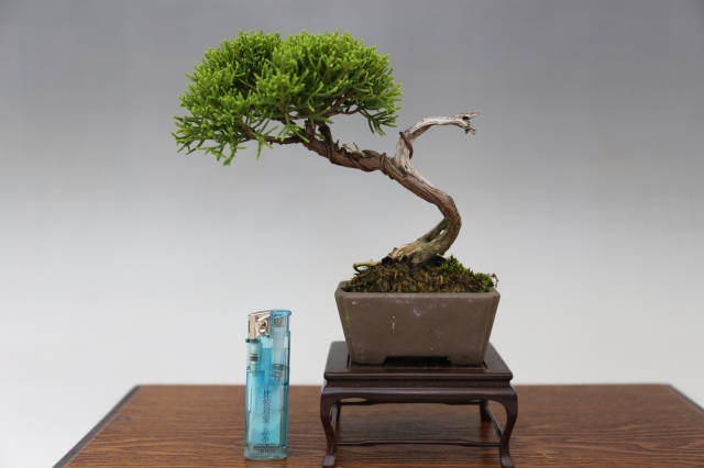 糸魚川真柏 A0272☆松柏類 真柏 ミニ盆栽☆「送料無料」浦部陽向園