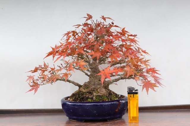 山もみじ A1452☆葉物 紅葉 小品盆栽☆「送料無料」浦部陽向園