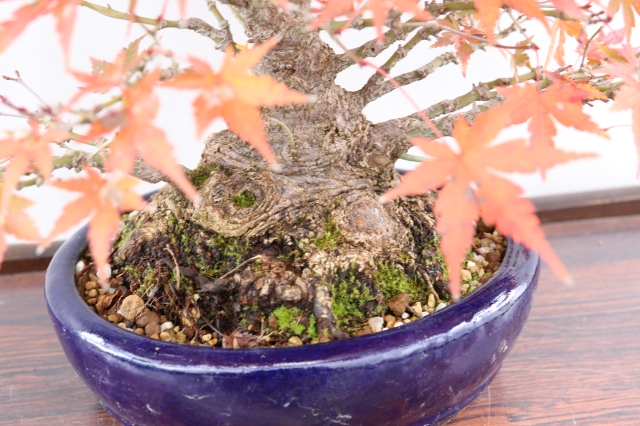 山もみじ A1452☆葉物 紅葉 小品盆栽☆「送料無料」浦部陽向園