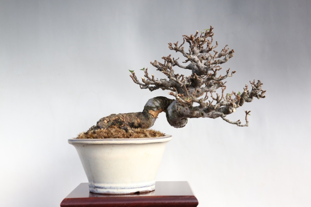 寒グミ A1467☆花物実物 ぐみ 小品盆栽☆「送料無料」浦部陽向園