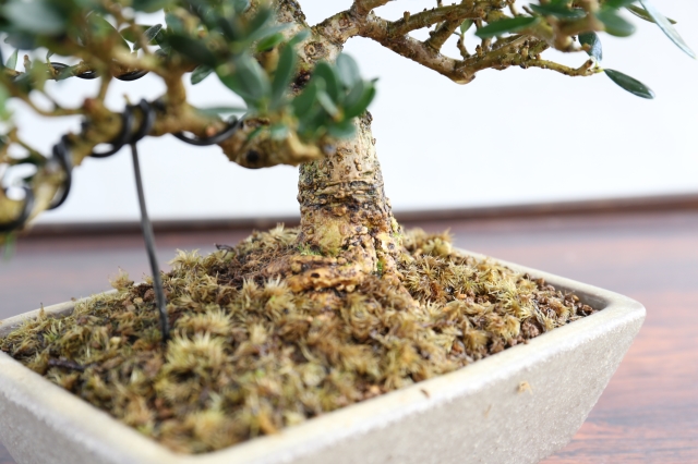 姫オリーブ A1657☆花物実物 オリーブ 小品盆栽☆「送料無料」浦部陽向園