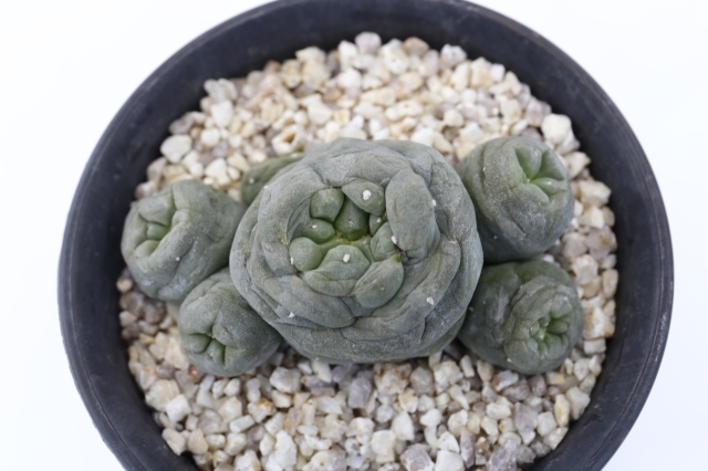 銀冠玉モンストローサ群生type A1682☆ロフォフォラ 銀冠玉 サボテン