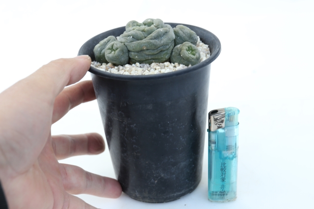 銀冠玉モンストローサ群生type A1682☆ロフォフォラ 銀冠玉 サボテン