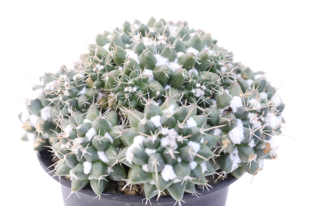 多毛ブカレンシス 実生 A1867☆マミラリア サボテン☆浦部陽向園