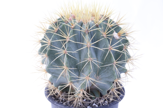 王冠竜 実生 A1863☆フェロカクタス サボテン☆浦部陽向園