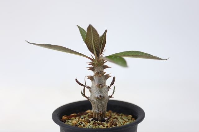 バロニー 実生 A1256☆パキポディウム コーデックス 多肉植物☆浦部陽向園