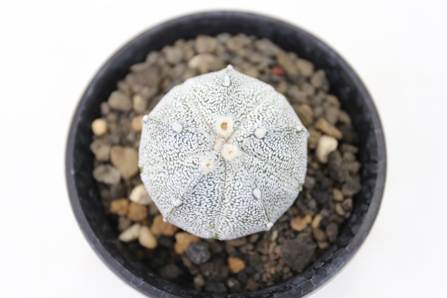 白ランポー玉×スーパー兜 実生 A1275☆アストロフィツム ランポー 兜