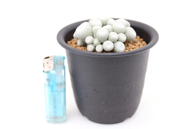 月世界群生type A1328☆エピテランサ サボテン☆浦部陽向園