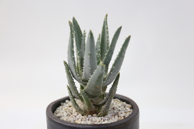 ピランシー A1368☆アロエ 多肉植物☆「送料無料」浦部陽向園