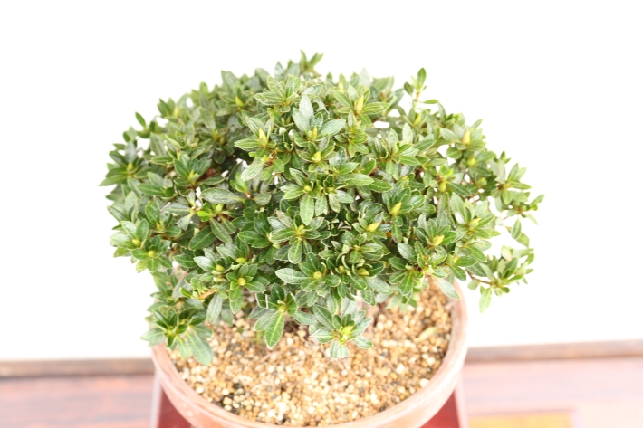 さつき（珍山） A2538☆サツキ 皐月 花物実物 小品盆栽☆「送料無料