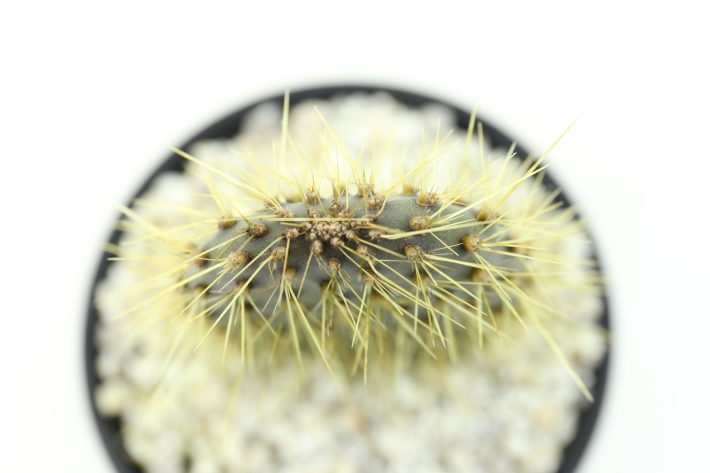 ガラパゴス団扇サボテン 金刺濃緑肌type A2566☆オプンチア サボテン