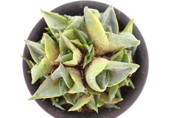 プミラ（クラスターフェスト）群生type A2665☆アガベ 多肉植物☆浦部