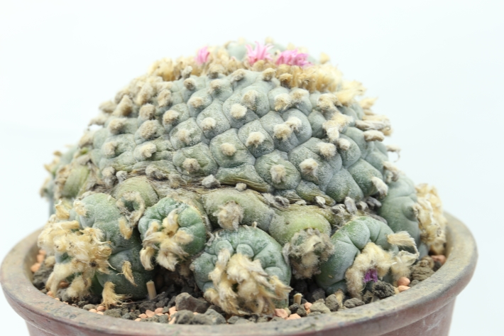 銀冠玉綴化 輸入球実根 A2766☆ロフォフォラ サボテン☆「送料無料