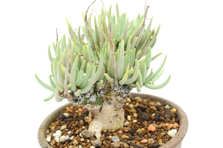 ペアルソニー 輸入球 A2780☆チレコドン 多肉植物☆「送料無料」浦部陽向園