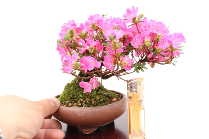 舞扇 A2799☆ミヤマキリシマ 花物実物類 小品盆栽☆浦部陽向園