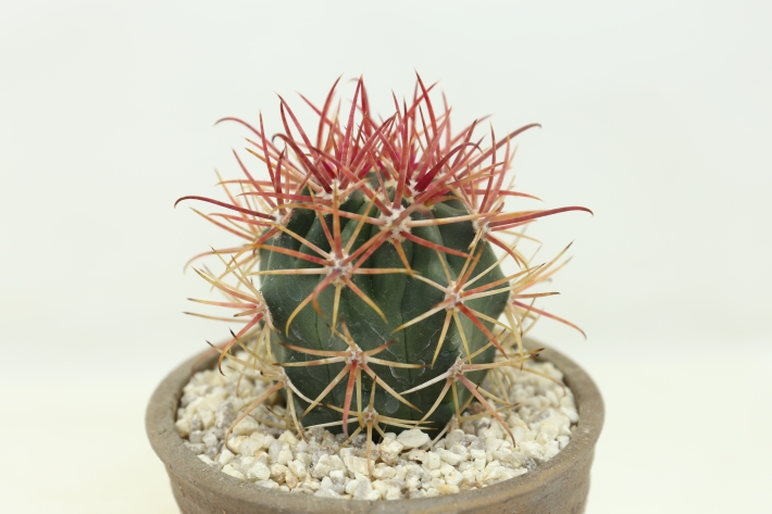 赤刺金冠竜 実生 A2833☆フェロカクタス サボテン☆浦部陽向園