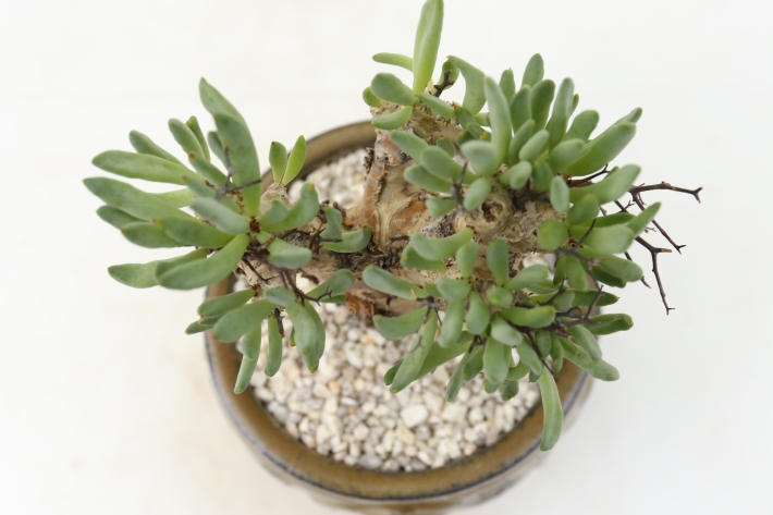 万物想 輸入球 A2844☆チレコドン レティキュラーツス 多肉植物