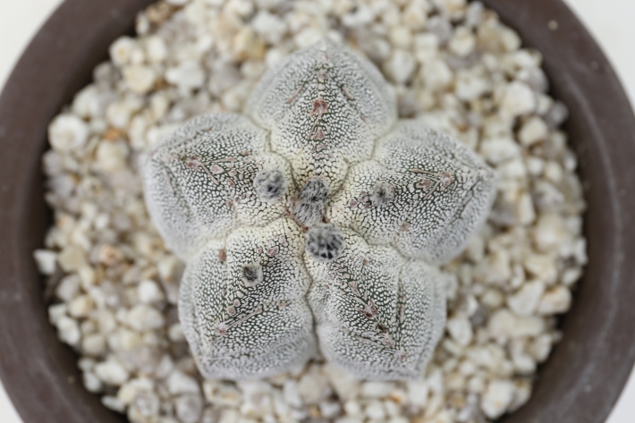 恩塚ランポー玉 実生 A2861☆アストロフィツム サボテン☆浦部陽向園