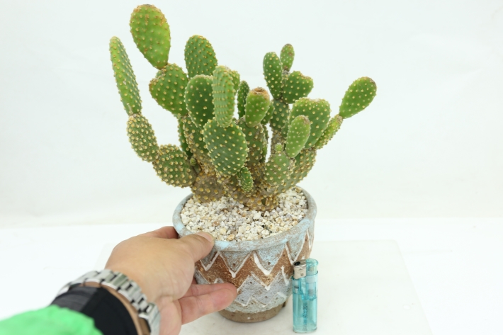 緑烏帽子 実生 A2883☆オプンチア 団扇 サボテン ギフトにオススメ