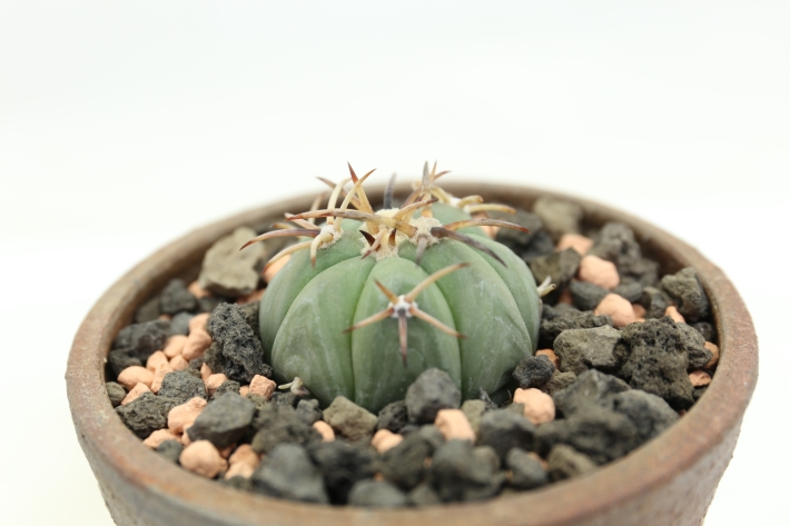 雷帝 実生 A2904☆エキノカクタス サボテン☆浦部陽向園