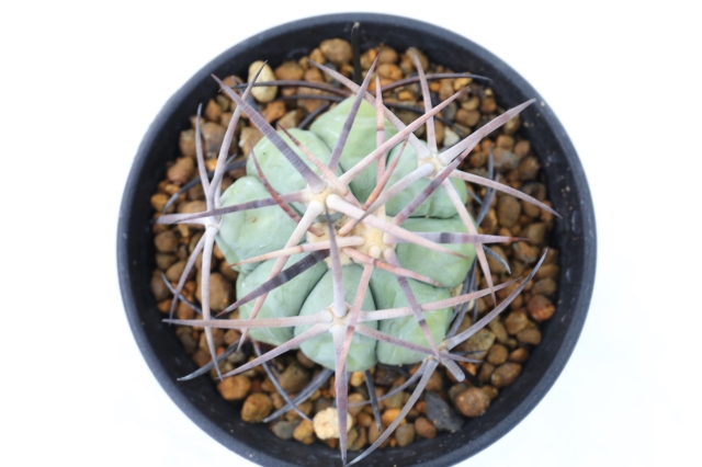 花王丸 実生 A2246☆エキノカクタス サボテン☆浦部陽向園