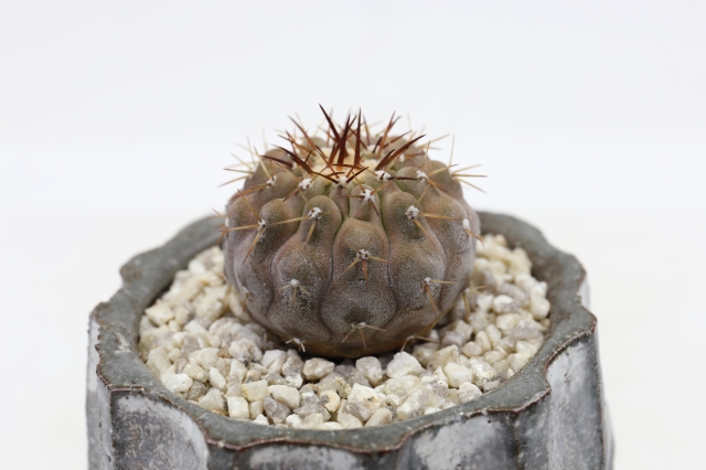 弧竜丸 実生 A2268☆コピアポア サボテン☆「送料無料」浦部陽向園