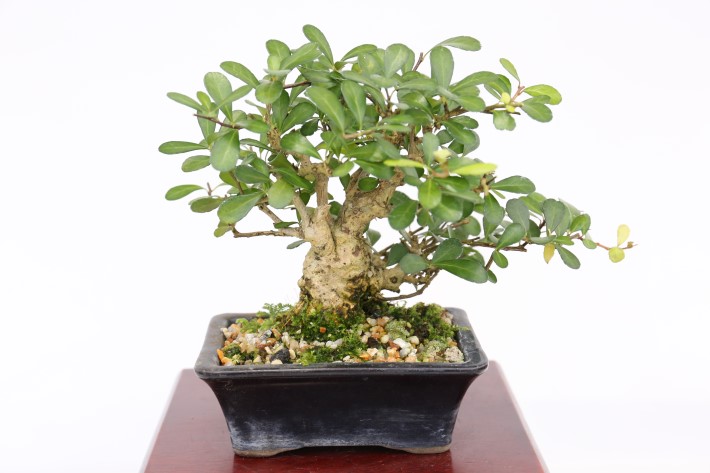 マッコウ A3442☆ハリツルマサキ 花物実物 小品盆栽☆「送料無料」浦部