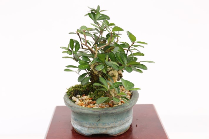 マッコウ A3443☆ハリツルマサキ 花物実物 小品盆栽☆「送料無料」浦部