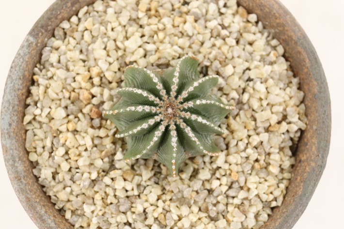 ヒントニー 実生 A3505☆アズテキウム サボテン☆「送料無料」浦部陽向園