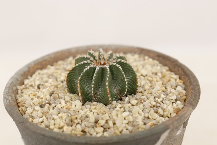 ヒントニー 実生 A3505☆アズテキウム サボテン☆「送料無料」浦部陽向園