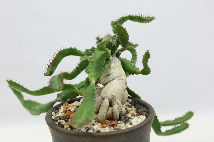 飛竜 輸入球 A3517☆ユーフォルビア ステラータ 多肉植物☆「送料無料