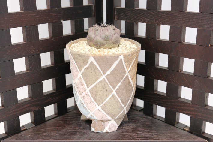 短刺黒王丸 輸入球 A3510☆コピアポア サボテン☆「送料無料」浦部陽向園