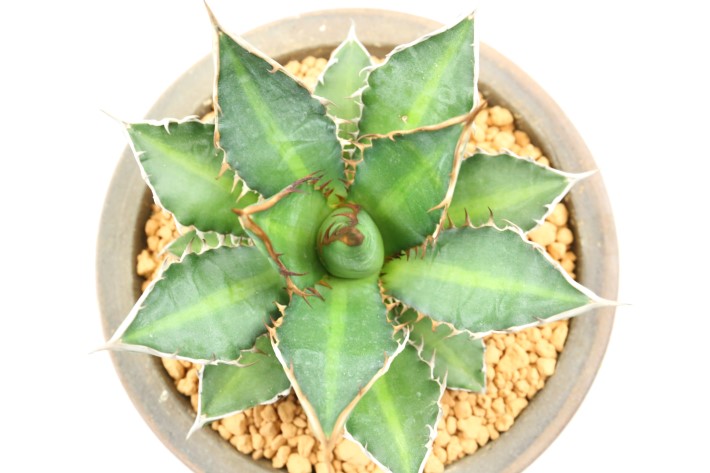 万代巌竜 実生 A3557☆アガベ 多肉植物☆「送料無料」浦部陽向園