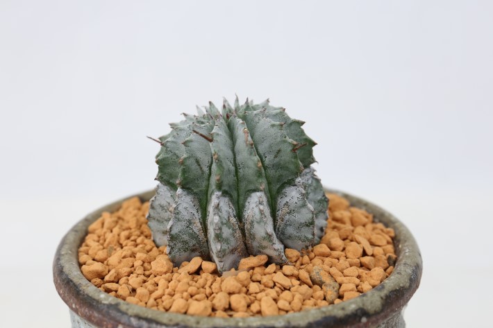 白衣ホリダ 実生 A3587☆ユーフォルビア ホリダ 多肉植物☆浦部陽向園