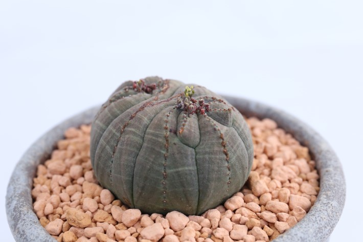 オベサモンスト（雌株）実生 A3615☆ユーフォルビア 多肉植物☆「送料