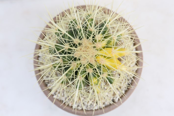 金鯱 斑入り 実生 A3682☆エキノカクタス グルソニー サボテン☆「送料