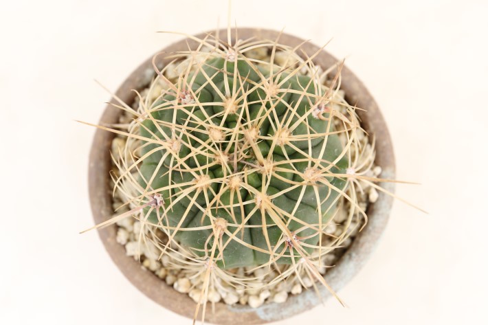 天平丸hyb 実生 A3690☆ギムノカリキウム サボテン☆「送料無料」浦部