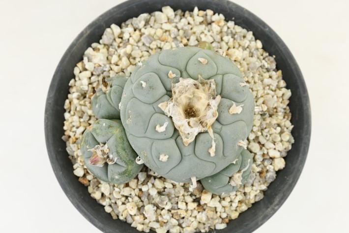 大疣銀冠玉 実生 A3704☆ロフォフォラ サボテン☆「送料無料」浦部陽向園